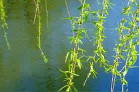 石景山的湖光山色，先赏这一汪春水~图片