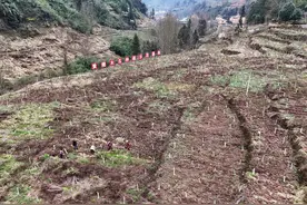 石柱：黄精采挖丰收忙 致富路上“药”飘香图片