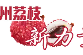 从看天吃饭到科技兴荔，咱凭人才鲜销四季|高州荔枝新力量①图片
