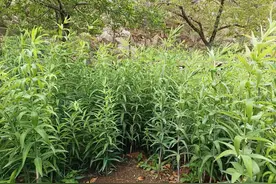 山东省卫健委专家组实地评估泰山景区泰山黄精仿野生栽培基地建设图片