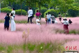福建福州：粉黛乱子草引人打卡图片
