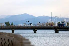 姿态优雅！5只黑天鹅成威海职业学院“团宠”图片