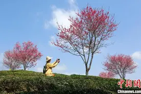 安徽黄山：樱花茶园邂逅春光图片