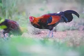 国家二级保护动物红原鸡“安家”琼中合口村图片