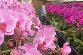 数量有限，福利款蝴蝶兰9.9元每株，抢位年宵花直播间图片