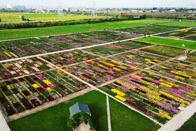新疆昌吉：菊花盛开香满园图片