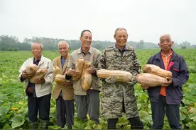 下好“一子落满盘活”产业棋 侨企助力南瓜蛋变成致富“金蛋蛋”图片