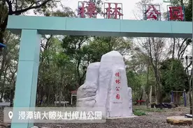 植树节，探寻清新浸潭绿色“活化石”图片