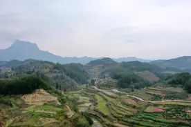 强村富民|沿河黄家洞黄精地里产“黄金”图片