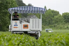 新型国产采茶修剪一体机亮相茶园图片