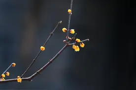 颐和园蜡梅吐露芬芳图片