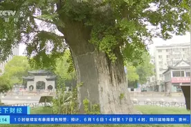 全天监控、精确报警！江苏为千年古银杏树装“智能防蚁墙”图片