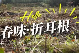 鹤峰：春季野菜——凉拌折耳根图片