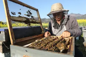 养蜂人云集罗平花海酿“甜蜜”图片