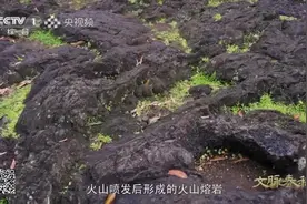 背靠火山 向海而生！跟着央视《文脉春秋》探寻海口生生不息的奥秘图片