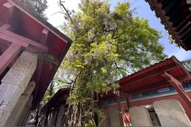 紫藤花已开至尾声！快来孔庙和国子监打卡“紫色浪漫”图片