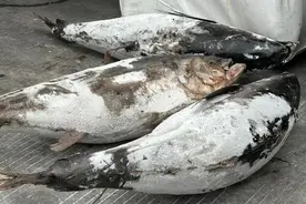 1000元一吨的鱼废料产值升至几十万！浙大食品生物技术赋能宁波海洋产业图片