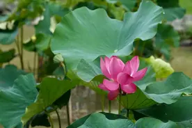 这种叶子是“夏日至宝”，桑拿天要来了，不论男女，都能用它祛湿、解暑、减肥图片
