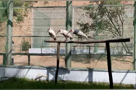 陕北黄土高原首次开展朱鹮人工繁育和野化放飞试验图片