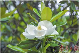 白玉兰随笔图片
