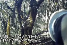 30秒｜前方大熊猫出没！四川甘洛县拍摄到野生大熊猫活动画面图片