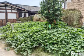 第一个把番薯引进中国的，是这位福建人！图片