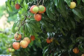 晚熟荔枝产量锐减！部分品种价格大涨，一斤达上百元图片