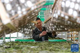 四川宜宾：蚕茧迎丰收图片