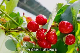果然视频|威海本地大樱桃上市百元一斤，月底价格将更亲民图片