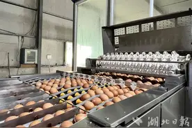 建成华中单体最大蛋鸡产业园 黄陂产鸡蛋即将端上香港市民餐桌图片