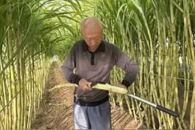 “南果北种”平谷王辛庄镇甘蔗丰收图片
