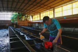 工匠断层：传统龙舟厂何去何从 大湾区最大坤甸木龙船生产基地八成工匠临近“退休”图片