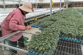 揭秘泰山番茄创新研究院：如何培育出全国一流的番茄种苗？图片