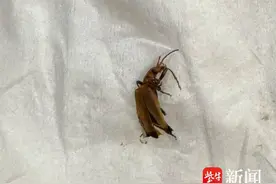 当心！这种虫子会放出100℃“毒屁”“烫伤”你图片