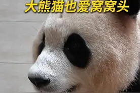 原来大熊猫也爱窝窝头图片