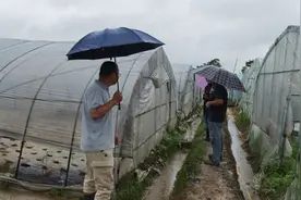 休宁县：农技人员深入田间地头 指导受灾农户田间管理图片