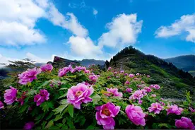 2025年垫江牡丹文化节3月20日开幕图片