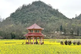 岩鱼村：油菜花开春意浓图片