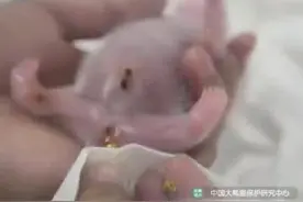 一觉醒来“和叶”弟弟变妹妹！大熊猫性别为何难辨？图片