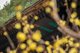 北京颐和园腊梅进入盛花期图片