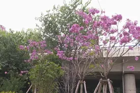 快来打卡：柳州这里的紫花风铃木提前开花啦！图片