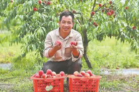 早桃错峰上市助农增收图片