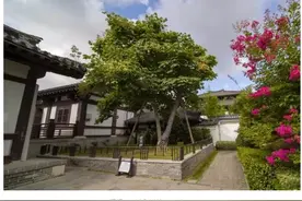 江苏共有古树名木6201株，树龄最高的2220岁图片