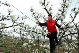 农旅芬芳 从一棵棵古梨树开始蔓延图片
