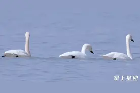 太美了！天鹅等候鸟顺利飞抵湖南松雅湖国家湿地公园图片