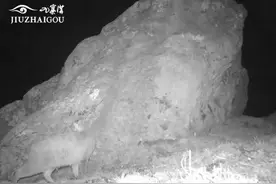 “最不为人知的猫科动物”，现身九寨沟图片