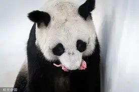 旅俄大熊猫首诞幼崽 莫斯科市长发文祝贺图片