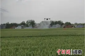 周口沈丘：“一喷三防”田管忙图片