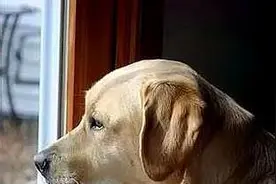 狗狗如何预知主人回家？除了嗅觉，竟然还藏有这三大秘密！图片