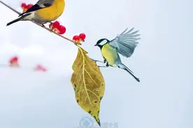 心血管病进入多发季节，保养心血管，这些问题要知道图片